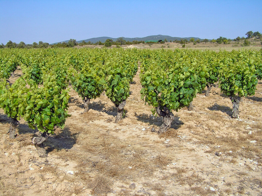 Mehr als 200.000 ha Rebflächen sind weltweit mit Chardonnay bestockt. Zum Einsatz kommen dabei zahlreiche Erziehungssysteme.
