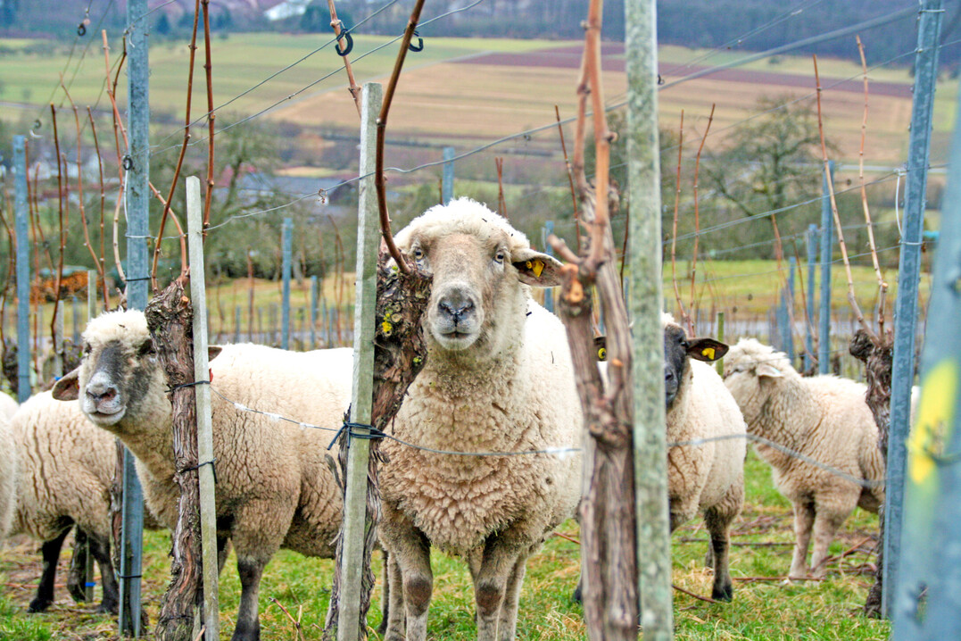 Schafe im Weinberg sind kologisch ntzlich. Allerdings reagieren die Tiere sensibel auf Kupfer. Das kann zum Problem werden.