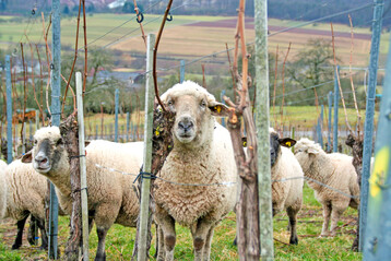 Schafe im Weinberg sind kologisch ntzlich. Allerdings reagieren die Tiere sensibel auf Kupfer. Das kann zum Problem werden.