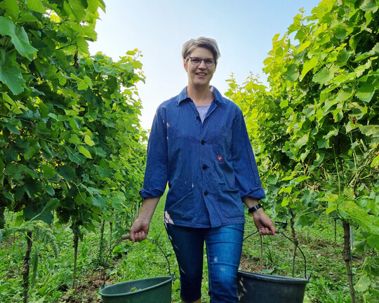 Winzerin Simone Gutting vom Weingut Mohr-Gutting bei der Lese der ersten Trauben des Jahres für den Federweißen.