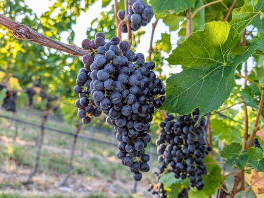Die Trauben stehen kurz vor der Weinlese. 