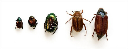 Einheimische Blatthornkfer im Vergleich mit dem Japankfer (v. l.): Gartenlaubkfer (Phyllopertha horticola), Japankfer (Popillia japonica), Goldglnzender Rosenkfer (Cetonia aurata), Junikfer oder Gerippter Brachkfer (Amphimallon solstitiale) und Feldmaikfer (Melolontha melolontha).