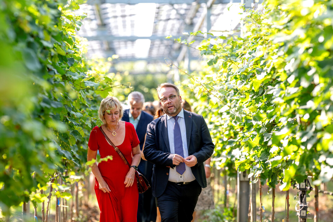 Begehung des Agri-PV-Weinbergs.