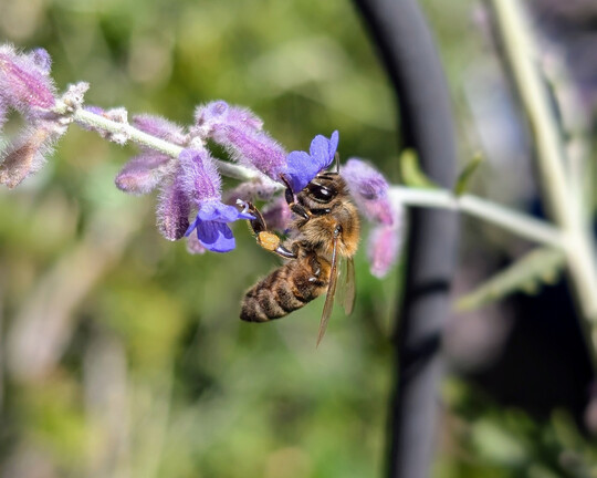 Eine Studie zeigt, dass die ko-Landwirtschaft und Blhstreifen die Gesundheit von Honigbienen frdern. 