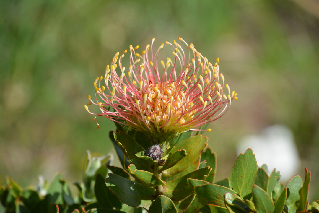 Eine beeindruckende Flora und Fauna.