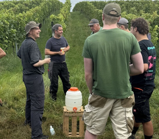 Beim Fachsimpeln im Weinberg: Bischof Dr. Franz (links) unterhlt sich mit den anderen Lesehelfern. 