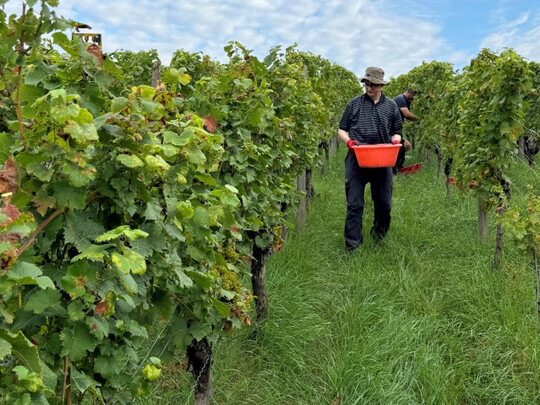 Bischof Dr. Franz Jung trgt sein Lesegut durch den Weinberg. 