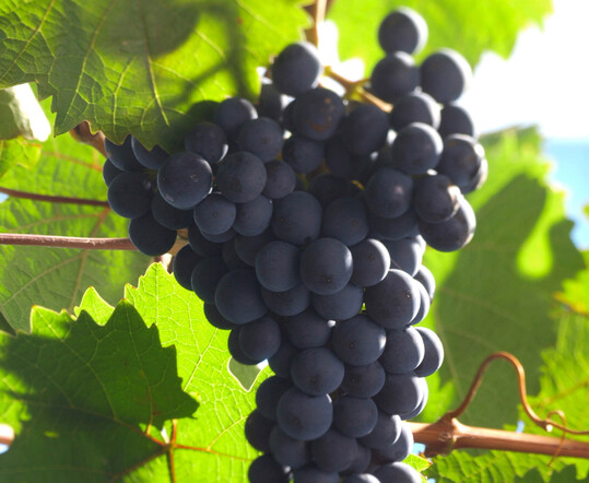 In den Weinanbaugebieten Pfalz, Rheinhessen, Mosel und Nahe wurde das Mindestmostgewicht fr die Rebsorte Dornfelder heruntergesetzt. 