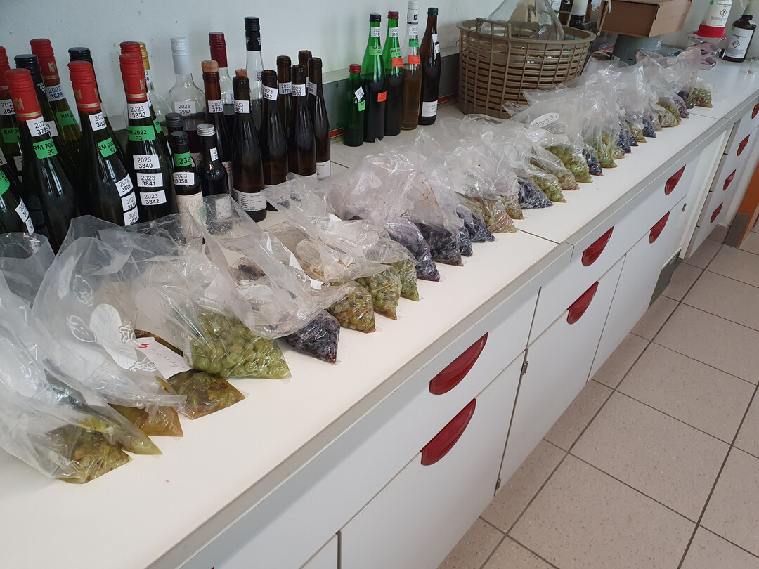 Bonituren, wie zum Beispiel Reifemessungsdaten, aus dem Prüffeld am DLR in Bad Kreuznach fließen in Piwi-Pedia ein.
