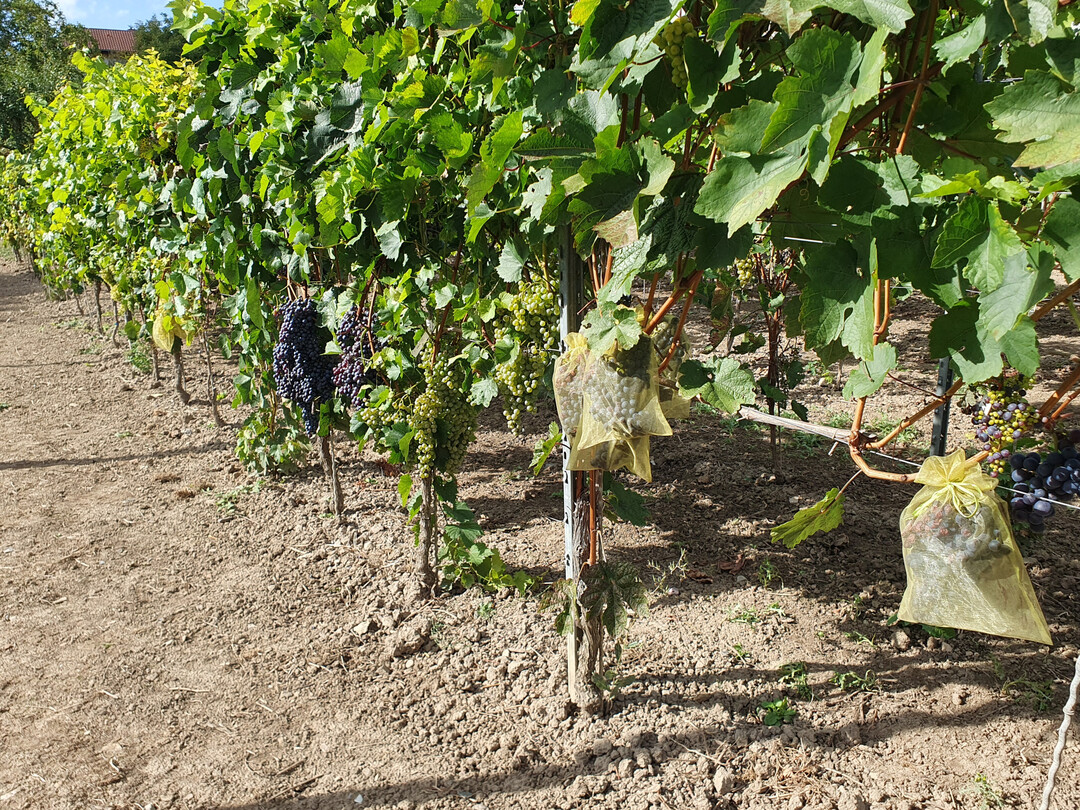 Hinter jeder neuen Sorte steckt eine lange Züchtungsarbeit. Im Herbst haben es die Züchter auf die Samen in den Beeren abgesehen, die als Kreuzungsprodukt die neuen, innovativen Sorten hervorbringen sollen.