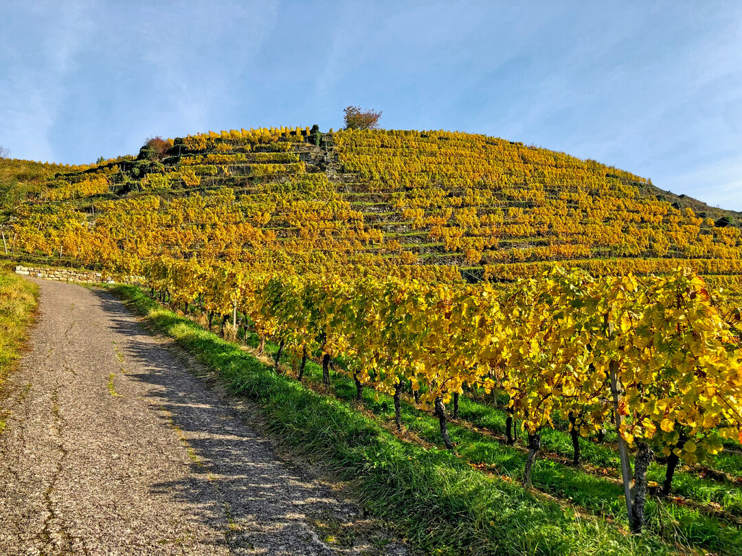Es wird Herbst im Weinberg.