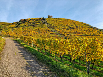 Es wird Herbst im Weinberg.