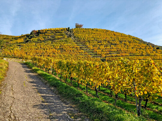 Es wird Herbst im Weinberg.