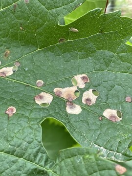 Schaden verursacht durch die Miniermottte Aspilanta oinophylla.