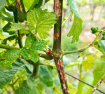 Triebe, die vom Hagel stark getroffen wurden, können beim Biegen leicht abbrechen.