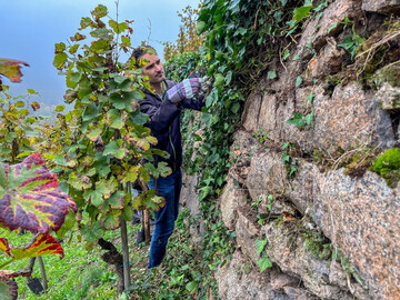Die regelmige Pflege des Engelsbergs mit seinen historischen Trockenmauern, Weinreben und Wiesen ist wichtig, um die typische Kulturlandschaft mit ihrer besonderen Flora und Fauna in Bhlertal zu erhalten.