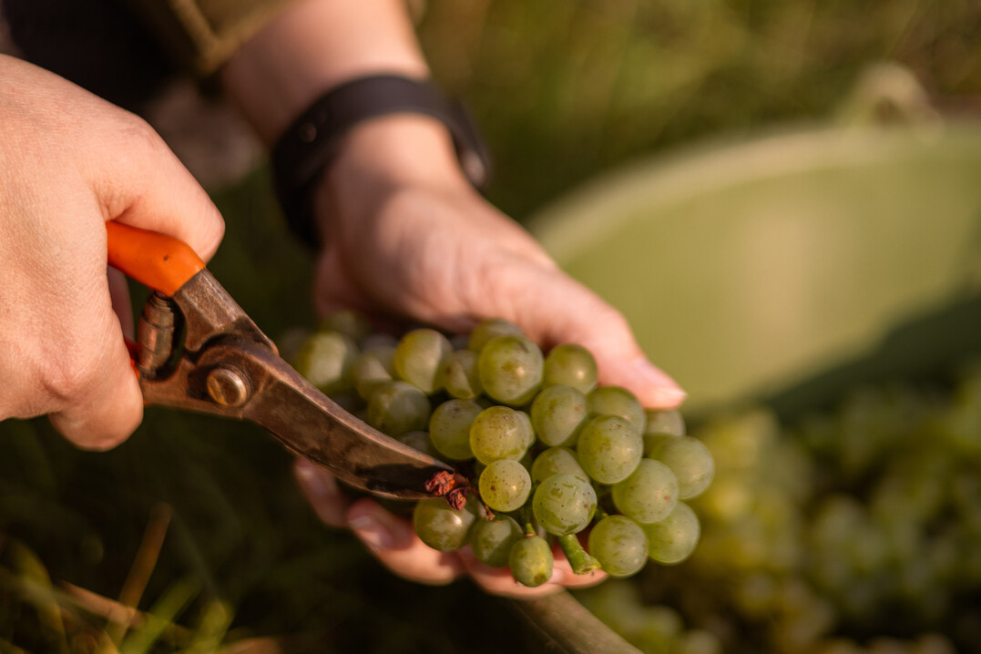 Die Mengenprognosen fr die Weinlese in Rheinhessen bewegen sich im langjhrigen Durchschnitt von etwa 2,5 Millionen Hektolitern und knnten eventuell leicht darber liegen.