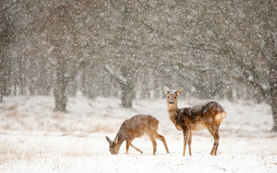In Baden-Wrttemberg stehen die Winterwochen ganz im Zeichen von Wild und Wein.
