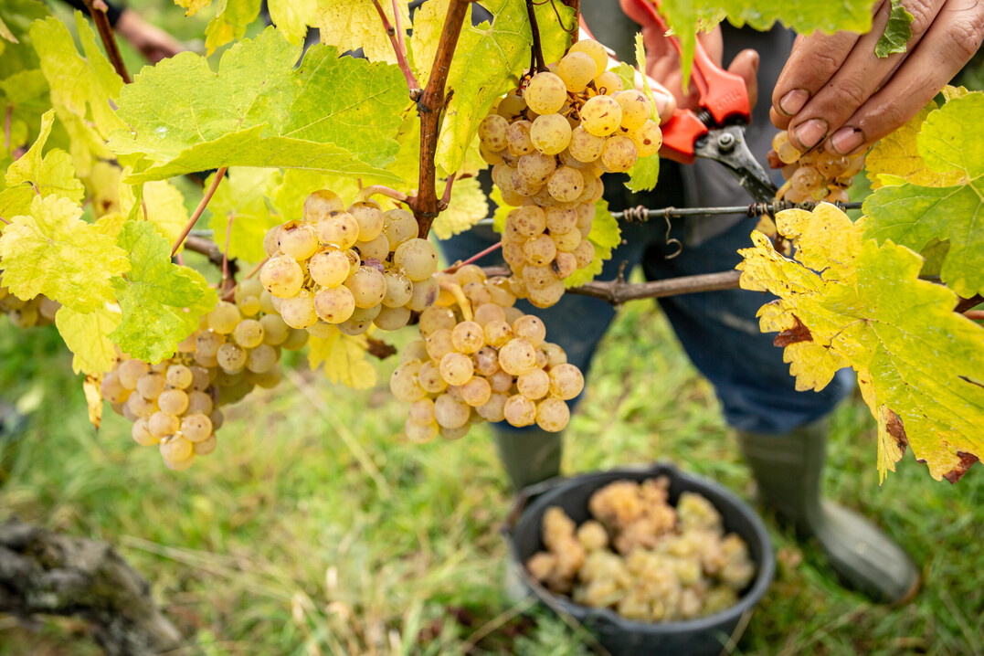 Die Ecovin-Winzer wurden in diesem Jahr mit groen Herausforderungen konfrontiert.