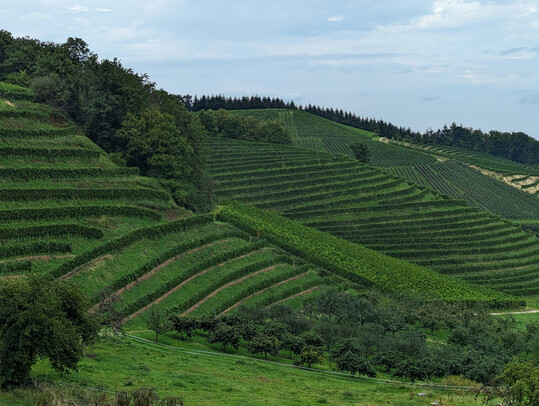 Die Pachtpreise fr landwirtschaftliche Flchen steigen seit Jahren.