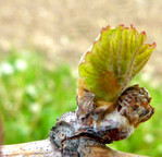 Nach dem Frostereignis trieben teilweise wieder Beiaugen aus.