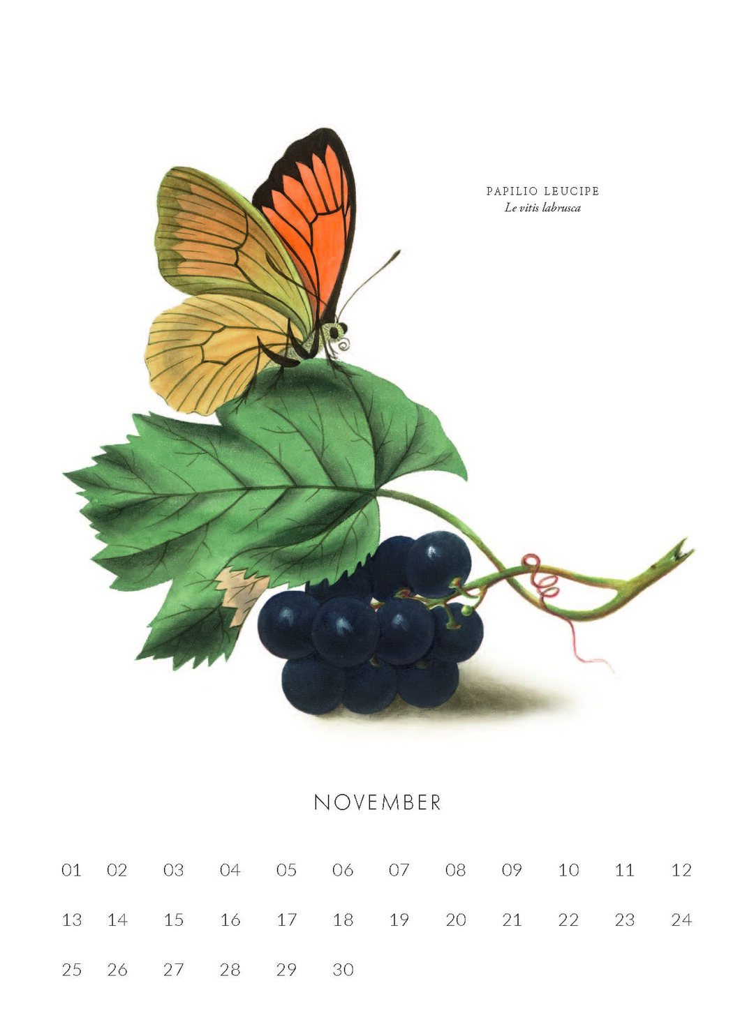 Auf der einen Seite schmcken Traubenaquarelle aus dem Tafelwerk Le Raisin des Knstlers Johann Simon Kerner den Kalender.
