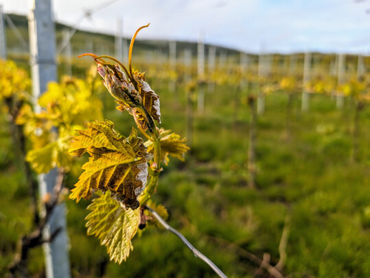 Kerner-Reben nach dem Frost im Frhjahr 2024.