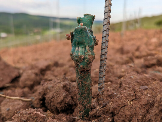 Neupflanzungs- und Wiederbepflanzungsgenehmigungen fr Rebflchen in den Weinanbaugebieten Ahr, Mittelrhein, Mosel, Nahe, Pfalz und Rheinhessen, die 2024 und 2025 auslaufen, werden automatisch um drei Jahre verlngert.
