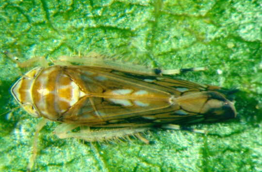 Adulte Scaphoideus titanus. Lnge ca. 4-5 mm, rotbraune Grundfrbung mit typischer Musterung.