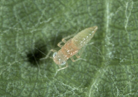 Larve der einheimischen Grnen Rebzikade, Empoasca vitis. Die Larven sind grnlich und haben keine schwarzen Punkte am Hinterleib.