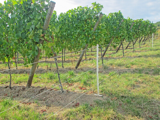 Wer sicher gehen möchte, setzt auf eine schlagkräftige Zaunanlage.