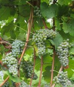 Adelfränkisch – eine typische historische fränkische Rebsorte