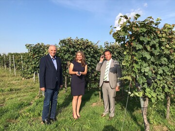 Weinbauminister Peter Hauk MdL berzeugt sich von der Traubenqualitt in Heilbronn.