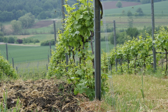 Mit dem Austrieb beginnen auch wieder die Ausbrecharbeiten sowie das Stmmchenputzen im Weinberg. Hier ist die Lage schon deutlich zu unbersichtlich. Es frhrerer Termin ist zu bevorzugen.