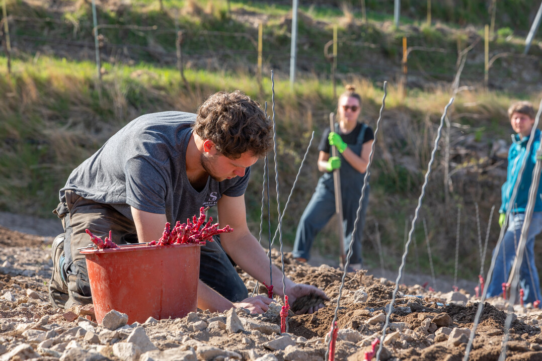 Winzerazubi Julian Beckmann vom Weingut Schuh pflanzt Chardonnay-Jungreben auf dem Klausenberg.