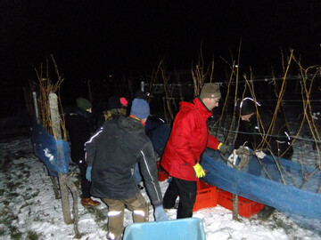 Bei der Eisweinlese des 2015er-Jahrgangs