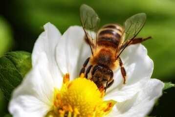 Wildbienen, Schmetterlinge und Heuschrecken sollen bei landwirtschaftlichen Arbeiten vermehrt geschtzt werden.