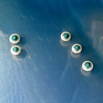 Lachancea nimmt Bromcresolblau
aus Wallerstein-Nhrmedium auf
und frbt sich blau-grn.
