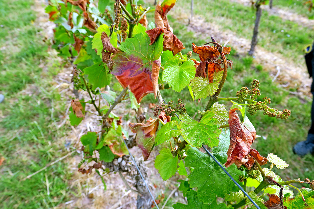 Starke Frostschäden an jungen Rebtrieben am 12. Mai 2020.