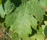 Blattmehltau: helle Punkte auf der Blattoberseite.