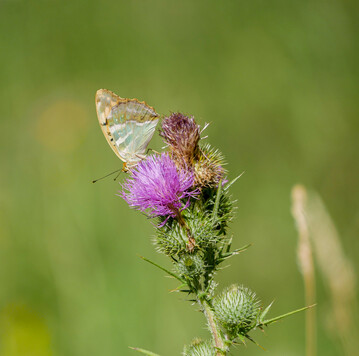 Fr viele Schmetterlinge, Wildbienen, Wespen und Hummeln sind Disteln im Sommer eine wichtige Nahrungsquelle.
