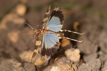 Die geplanten Landschaftspflege-Arbeiten schaffen Lebensraum fr die Blauflgelige dlandschrecke.