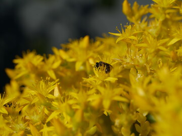 Die sternfrmigen Blten des Scharfen Mauerpfeffers mit den leicht zugnglichen Staubgefen sind bei Wildbienen sehr begehrt.