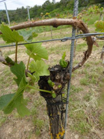 Nachher: In teilgeschädigten Anlagen wird neben dem Ausbrechen ein Rückschnitt auf basale Geiztriebe im Zielholzbereich empfohlen.