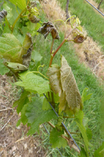Triebe mit noch aufrechtstehenden Triebspitzen aber stärkeren Schädigungen an den Blättern.