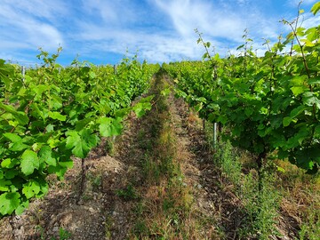 Das Nichtheftsystem im unmittelbaren Vorbltebereich; herkmmliche Anlagen wren schon
lngst geheftet; gut zu erkennen: gerade bei starkrankenden Sorten, wie eben beim Riesling, rankt
sich eine nicht unerhebliche Anzahl an Trieben von alleine aufrecht nach oben.