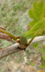 Problematisch ist der Rückschnitt jedoch, wenn sich in stärker erfrorenen Anlagen eine Verbräunung an den Schnittstellen zeigt. Hier ist es sicherer, wenn als Zielholz auf den Neuaustrieb aus dem Kopfbereich gesetzt wird.