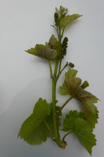 Triebe mit noch aufrechtstehender Triebspitze und nur leichten Schädigungen an den Blättern.