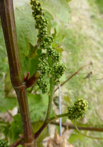 Das unterste Geschein von einem teilgeschädigten Trieb einer Rebanlage mit fortgeschrittenem Triebwachstum.
