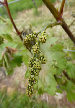 Das dritte (oberste) Geschein desselben Triebes wie im vorherigen Bild. Hier hängt das Geschein aktuell (ähnlich wie bei Gescheinsperonospora) nach unten und zeigt zudem eine Verfärbung.